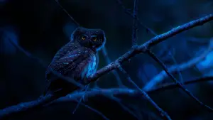 21 Astonishing Owl Facts That Will Change How You See These Mysterious Creatures