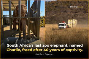 Charlie the Elephant: Free at Last After 40 Years of Captivity
